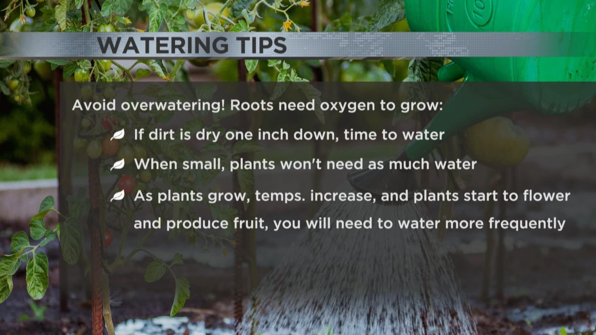 plant watering gfx